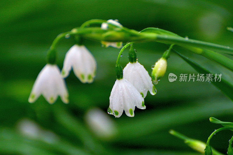 卢科琼弗纳姆 / 雪花